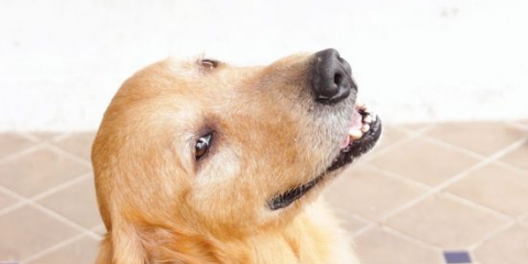 Låt din hund svalna
