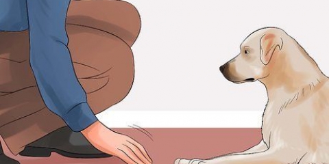 Lär din hund att ligga död på kommando