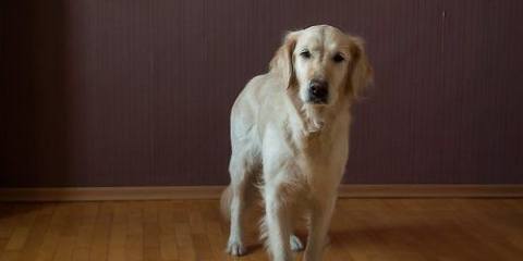 Lär din hund att sitta
