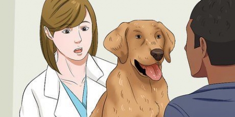Att sätta din hund på diet