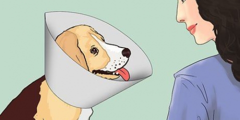 Håll din hund lugn efter kastrering