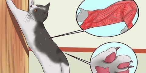 Stoppa din katt från att repa möbler