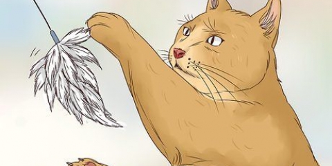 Låt din katt sova med dig