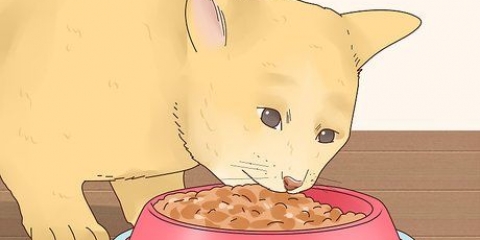 Gör din katt glad
