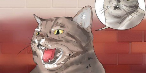 Få din katt att sluta blåsa