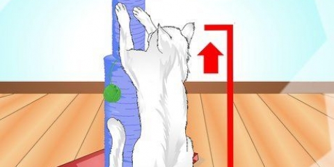 Lär din katt att använda en skrapstolpe