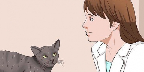 Rengör din katt när den inte kan göra det själv