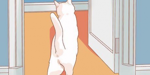 Uppmuntra din nya katt att sluta gömma sig