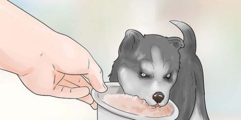 Träning och vård av din nya siberian husky-valp