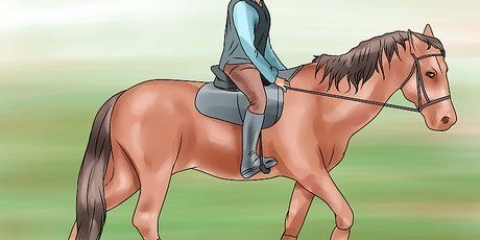 Lär din häst en galopp