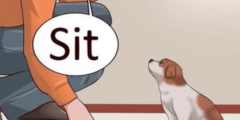 Lär din valp att ligga ner