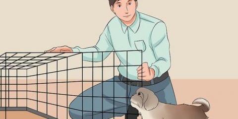 Träna din shih tzu