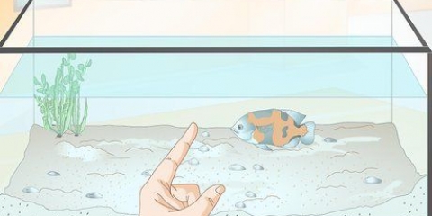 Träna din fisk att göra tricks