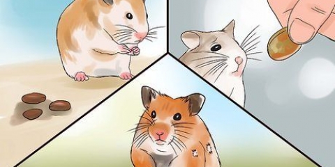 Ta hand om din sjuka hamster