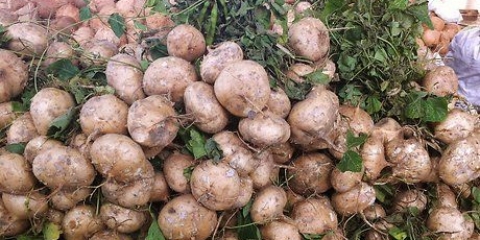 Peeling jicama