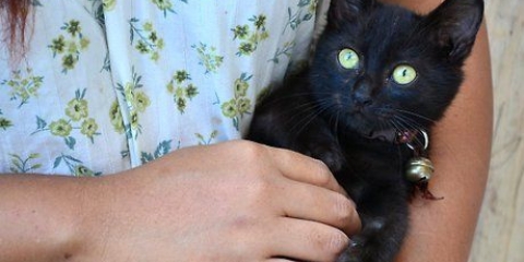 Tvätta unga kattungar
