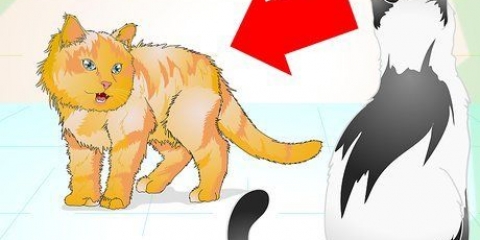 Rätt hantera en aggressiv katt