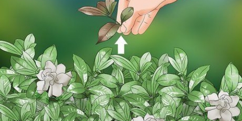 Beskärning cape jasmine