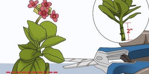 Odlar kalanchoe