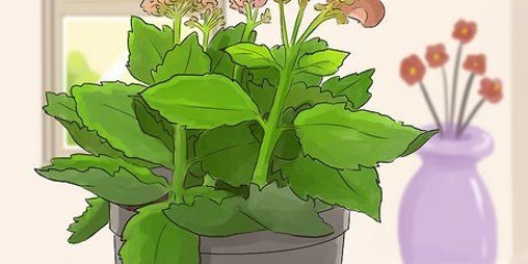 Beskärning av kalanchoe