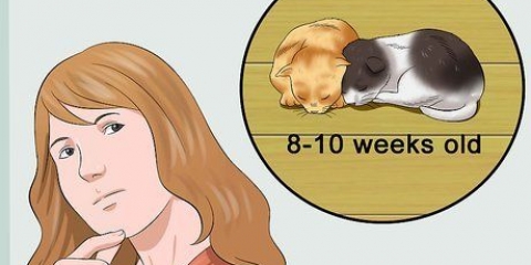 Avvänjning av kattungar