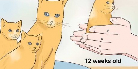 Separerar kattungar från mamma katt för adoption