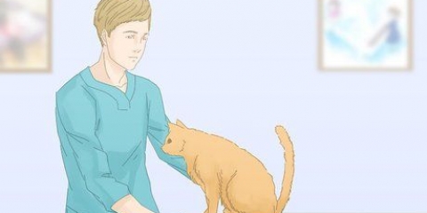 Att få katter att sluta kissa på mattan