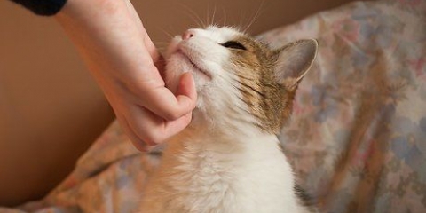 Uppfostra katter