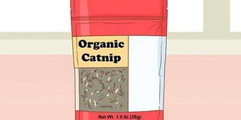 Att ge kattmynta till din katt
