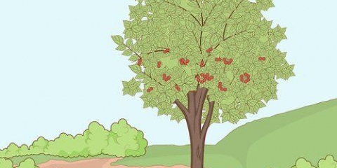 Plantera körsbärsgropar