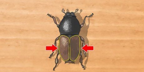 Identifiera skalbaggar