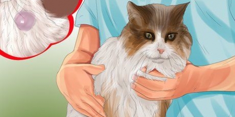 Identifiera klumpar på din katt