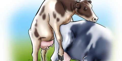 Konstgjord insemination av kor och kvigor