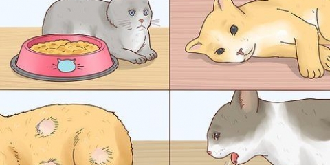 Minska feber hos katter