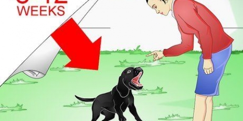Labrador retrievers träning