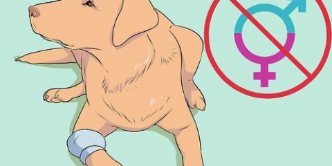 Uppfödning av labradorer