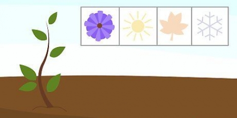 Växande lagerstroemias