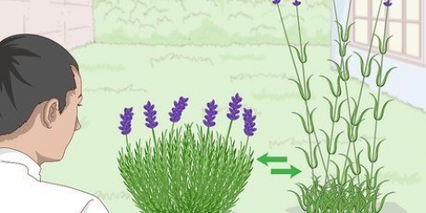 Odla lavendel i krukor