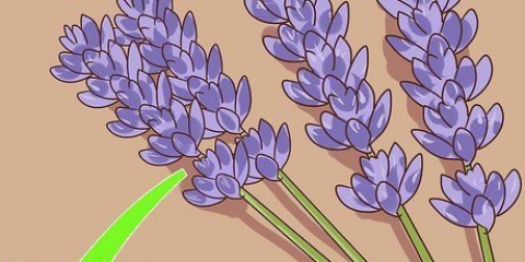 Beskärning och skörd av lavendel