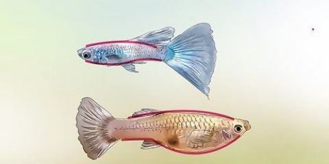 Identifiera manliga och kvinnliga guppies