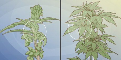 Att skilja manliga cannabisplantor från kvinnliga
