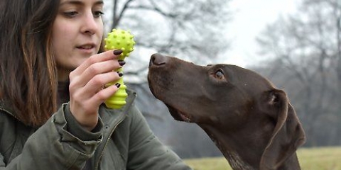 Leker med din hund
