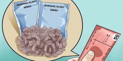 Växande morgonhärligheter