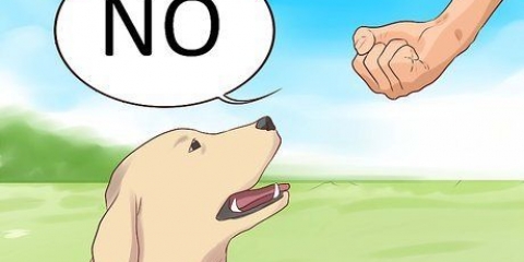 Säg nej till din hund