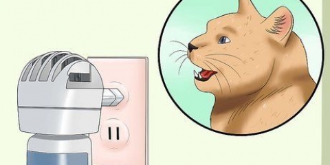 Att hantera en katt i brunst
