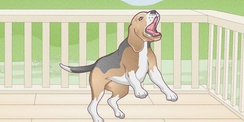 Korrigera oönskat beteende hos din hund