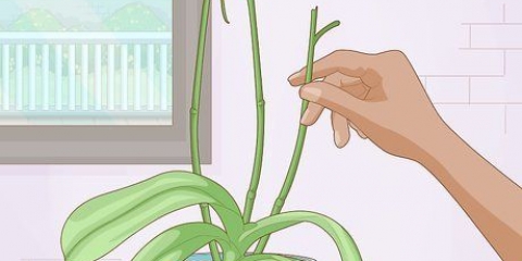 Få orkidéerna att blomma igen