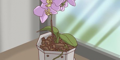 Transplantera orkidéer