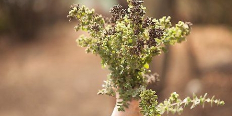 Torka oregano