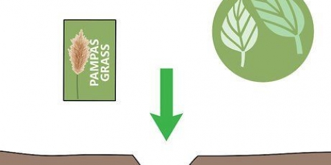 Odla pampas gräs